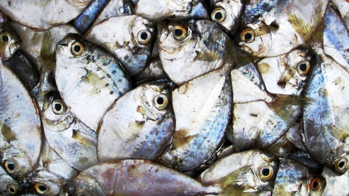 Industria ittica in ginocchio nella laguna di Orbetello: oltre 200 tonnellate di pesci morti 