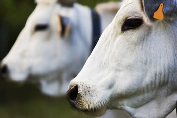 Falsa Chianina, frode alimentare ai danni del Made in Tuscany